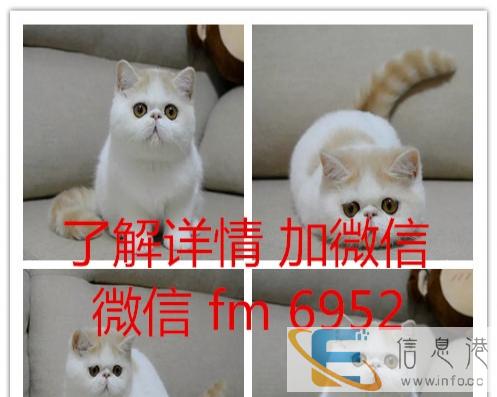 实体店出窝加菲猫金吉拉布偶猫蓝猫金渐层短毛猫