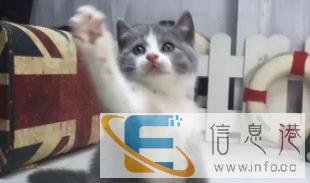 猫舍 直销加菲 虎斑猫 蓝猫 包健康 品相好