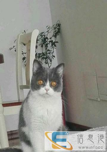 成母蓝白英短转让,赠送全套养猫设备