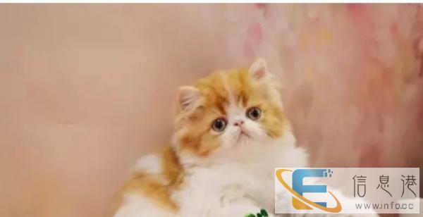 猫舍繁殖红白梵两色三色加菲猫有血统,保证健康