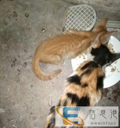 四个月小花猫赠送