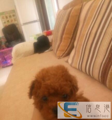 苹果脸微小体泰迪宝宝出售