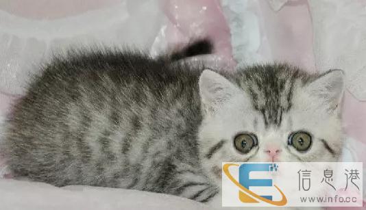 精品加菲猫 北京猫舍 纯种加菲繁殖基地