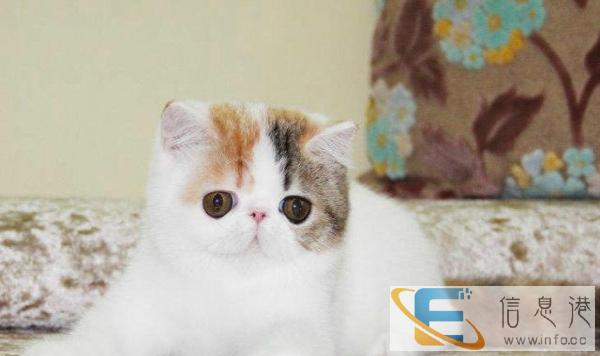 CFA大包子头加菲猫颜色全欢迎您的亲临品鉴