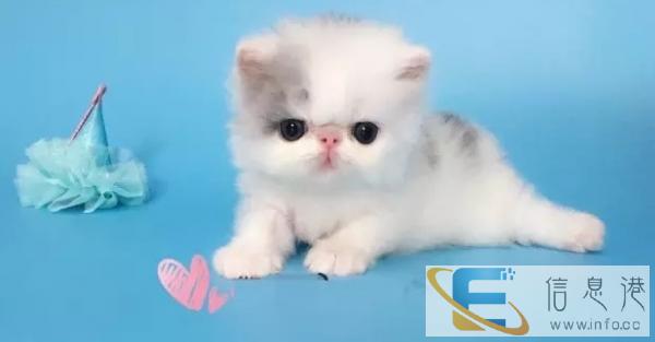 CFA猫舍、 布偶猫 折耳毛 加菲猫 英短