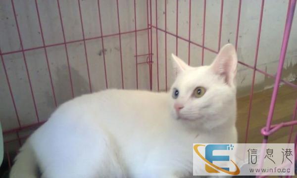 猫妹妹求爱心人士领养