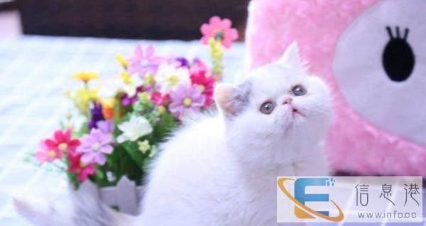 转自家繁育的包子脸英短蓝猫,保健康,市区可送去挑选