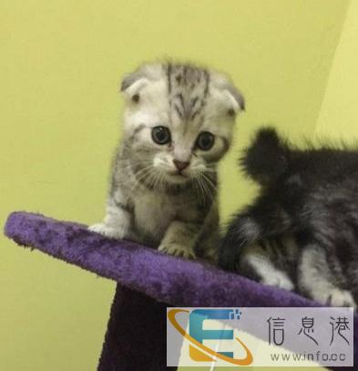 美国短毛猫美短加白起司虎斑猫 包纯种健康有保障