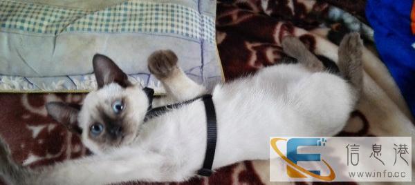 暹罗猫 家中有事无法照顾现转卖