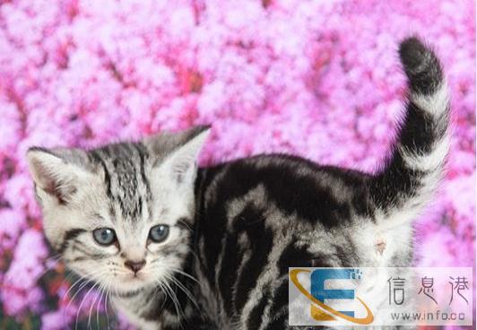出售美短虎斑猫,小猫咪活泼可爱的