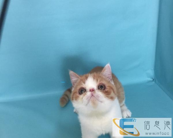 出售加菲猫 纯种精品猫咪vdfcdfvdf