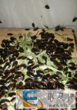 广西金边土元虫养殖场