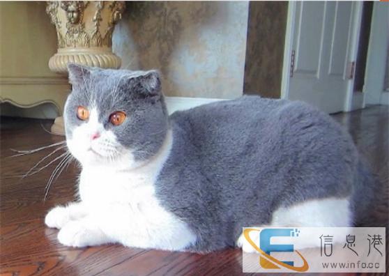 较棒的短毛猫在这 他们都选这家 精品虎斑 有口皆碑