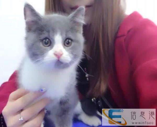 自家养的蓝猫蓝白宝宝找有爱爸爸妈妈