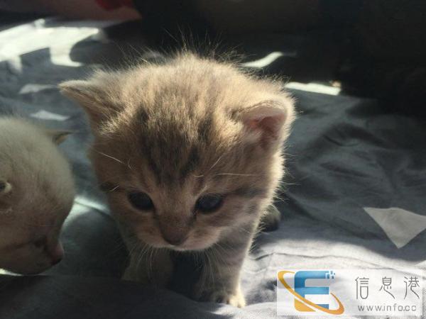 纯种折耳猫出售 活体宠物猫 美短英短虎斑 可空运
