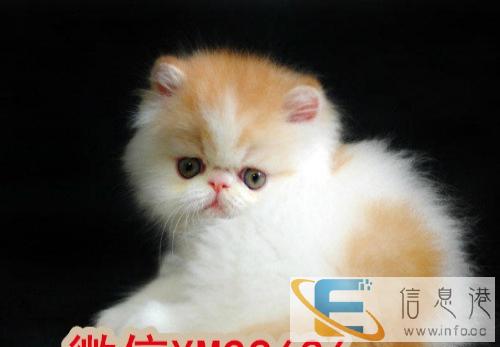 专业繁育纯种英短蓝猫 蓝白 疫苗和驱虫已做保证健康