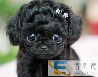 跪求送一条狗狗