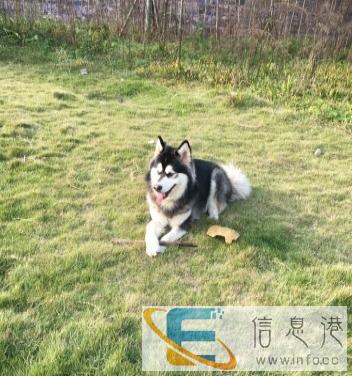 家养阿拉斯加公狗对外配种