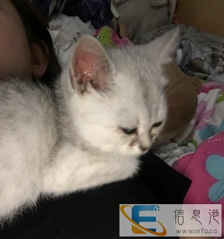 折耳猫银渐层弟弟