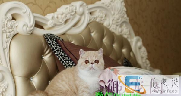 品质第一出售纯种大脸甜美一线加菲猫