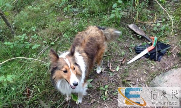 喜乐蒂 妹妹找BB