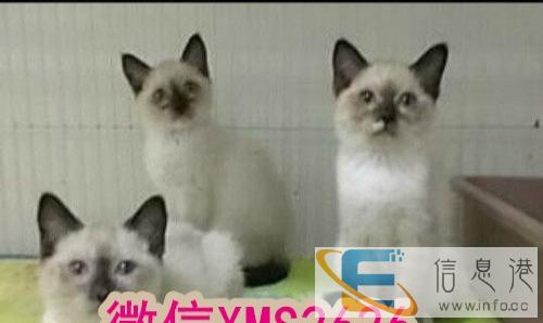 美短宝宝找新家/无病无癣/可送货上门挑选/签订协议