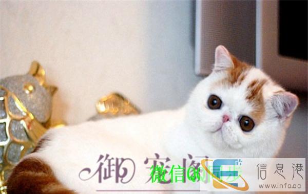 转让家养异国短毛猫加菲猫DDMM超萌