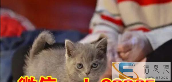 高端名猫 大包子脸加菲慵懒蓝猫蓝白