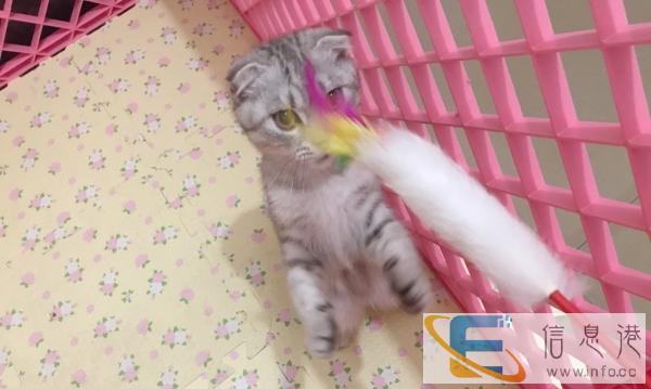 出售一只四个月的折耳妹妹