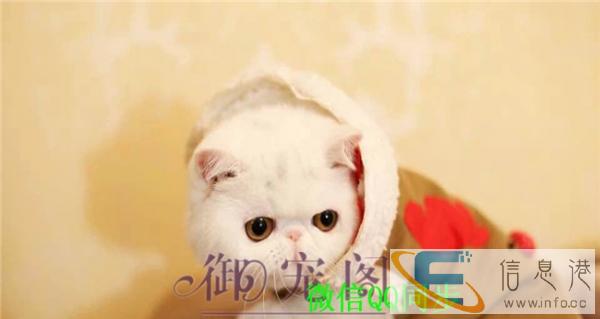 出售家养纯种大脸甜美一线加菲猫