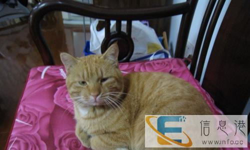 逗人喜爱 性格调皮的加菲猫咪出售了