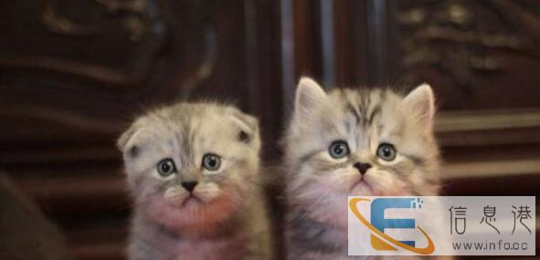 出生2个月零28天的加菲猫1只