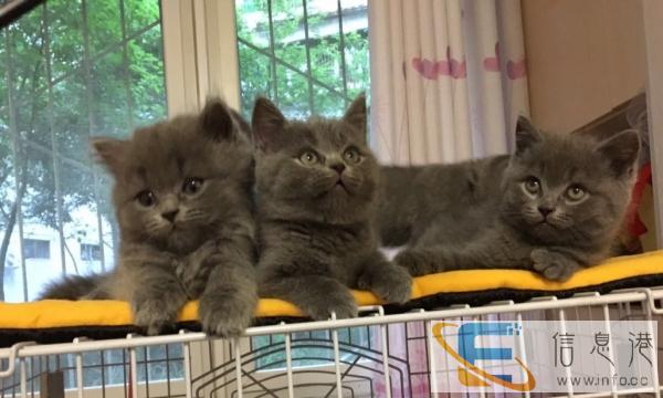 蓝猫出售 看过来