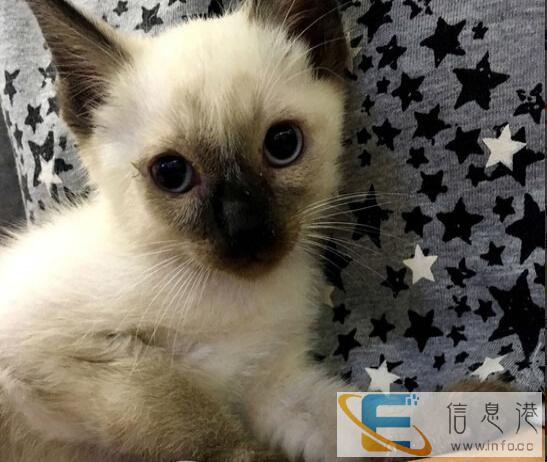 出售小暹罗猫,健康好动,很机灵的