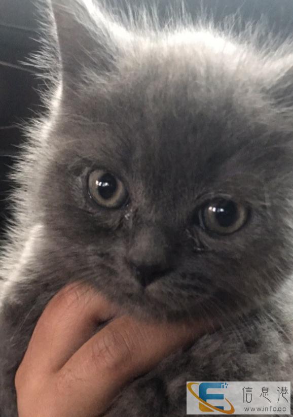英短蓝猫转让2700