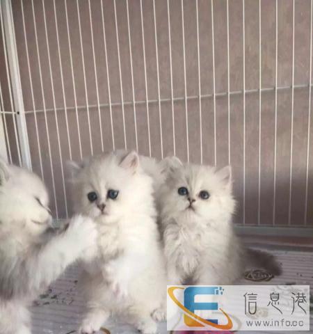 出售小金吉拉猫,健康好动,非常机灵的