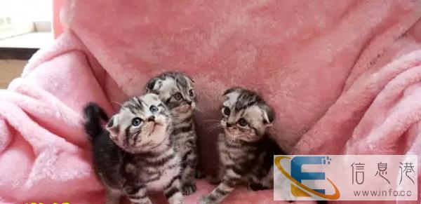 纯种蓝色英国短毛猫后代 蓝猫 健康保证质量出售中