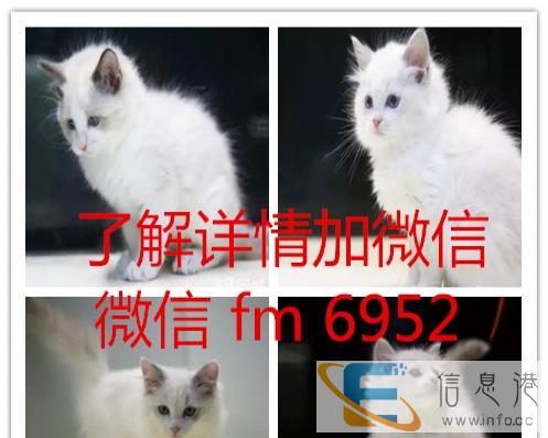 家养纯种英国短毛猫及英国银渐层猫 品相好性格好
