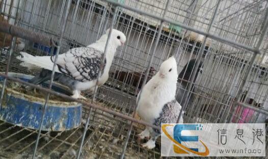 出售精品特大元宝毛领金鱼淑女仙女芙蓉白羽王