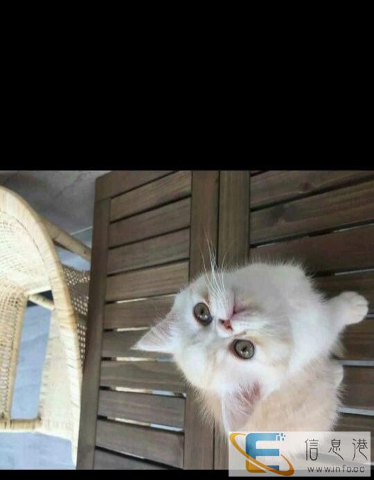 加菲猫,取暖必备