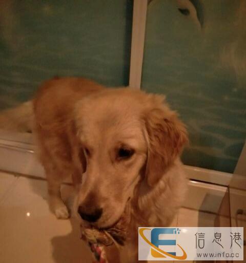 特价纯种大金毛