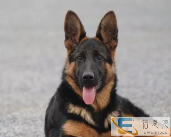 求赠送一条类似这样的狼狗幼犬