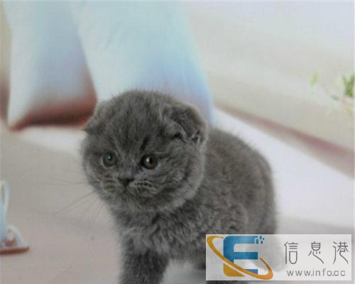 精品蓝猫出售保纯种保健康 疫苗证书齐全可签订售后协议