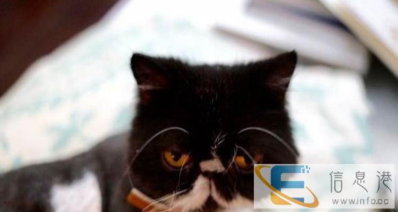 ry呆萌包//子脸加菲猫 /安静温柔适合小朋友