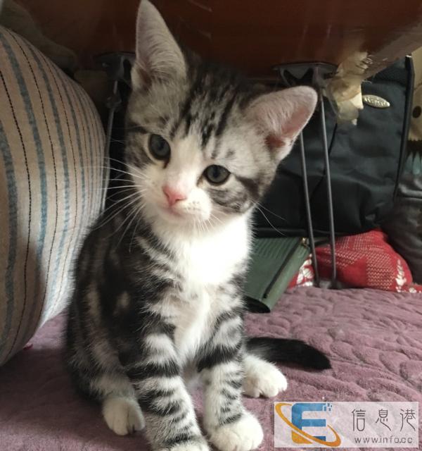 转卖可配种纯种加白虎斑猫