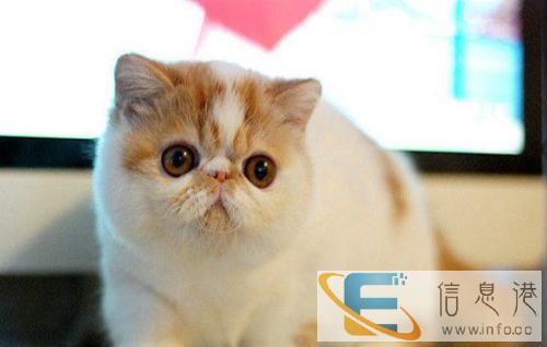 猫咪所剩不多价位低廉 欢迎喜欢猫咪的家长选购