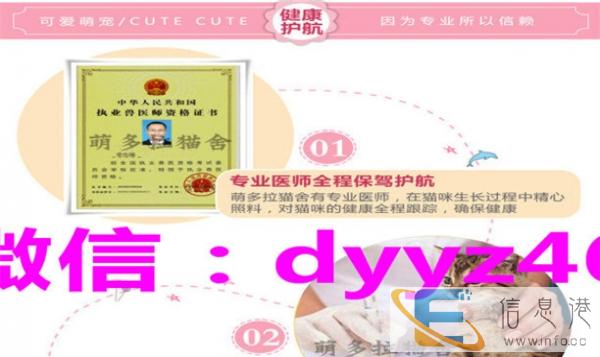 还有特别圆特别肥 骨架大 折耳 立耳蓝猫一只