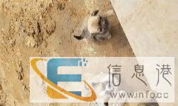 榆林靖边宠物狗送你