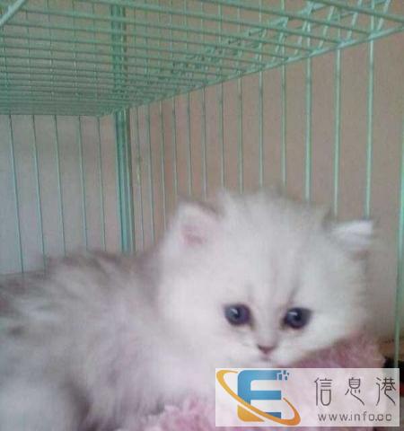 出售小金吉拉猫,可爱淘气,健康活泼
