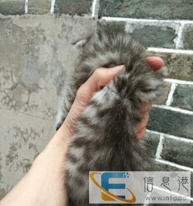 美短猫咪母的一窝两月大的